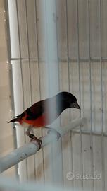 Cardinalini del Venezuela