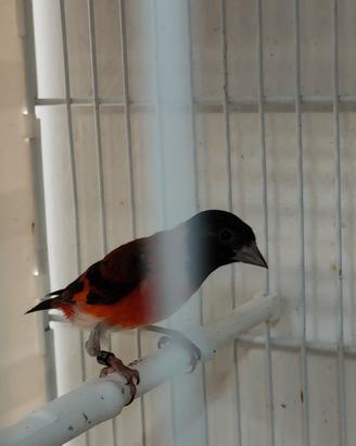 Cardinalini del Venezuela