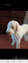 Accoppiamento: Ronny, Lagotto