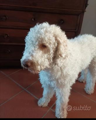 Accoppiamento: Ronny, Lagotto