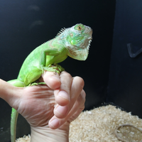 Iguana verde