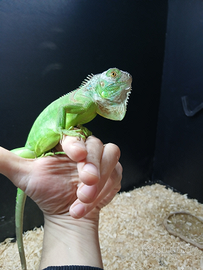Iguana verde