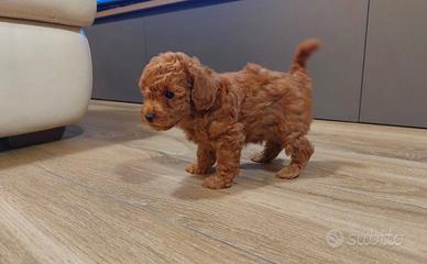 Maschio barboncino toy red