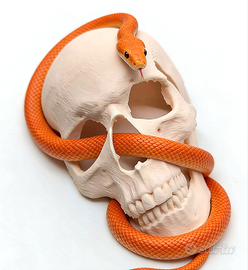 Teschio decorazione per Terrario Teca, spedisco