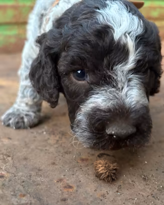 Cuccioli di lagotto romagnolo 