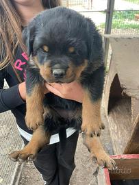 Cuccioli di Rottweiler