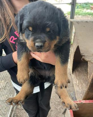 Cuccioli di Rottweiler