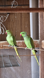 Parrocchetti dal collare