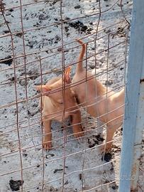 Cuccioli Cirnechi dell' Etna originali