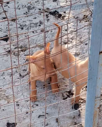 Cuccioli Cirnechi dell' Etna originali