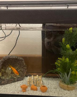 Acquario per pesci