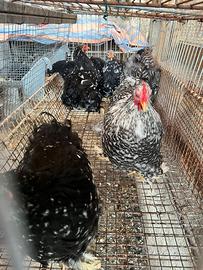 Galline cocincine nane