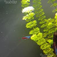 Limnophila sessiflora pianta acquatica