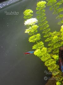 Limnophila sessiflora pianta acquatica