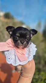 Chihuahua femmine mini mini