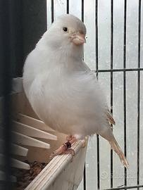 Canarino bianco