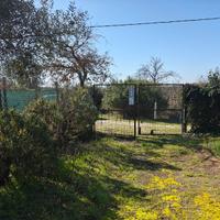 Uliveto recintato con pozzo e luce