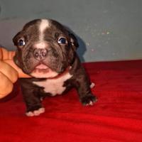 American bully exotic