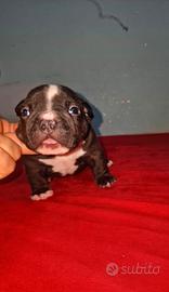 American bully exotic