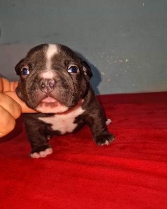 American bully exotic