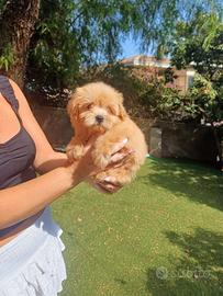 Femminuccia barboncina toy/spitz di pomerania 