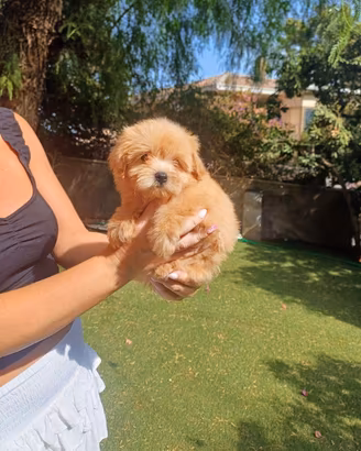 Femminuccia barboncina toy/spitz di pomerania 