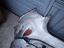 Immagine 15