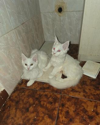 Maine coon