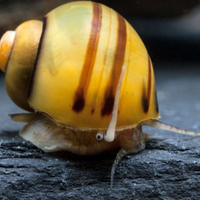 Asolene spixi lumache acquario