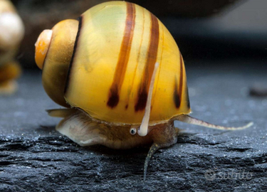 Asolene spixi lumache acquario