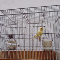 Canarino femmina nata a maggio 2025