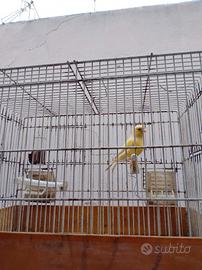 Canarino femmina nata a maggio 2025