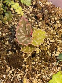 Begonia negroensis × chlorosticta