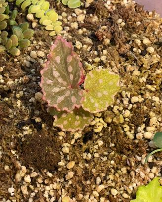 Begonia negroensis × chlorosticta