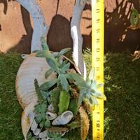 Composizioni piante grasse e cactus