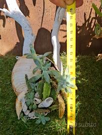 Composizioni piante grasse e cactus