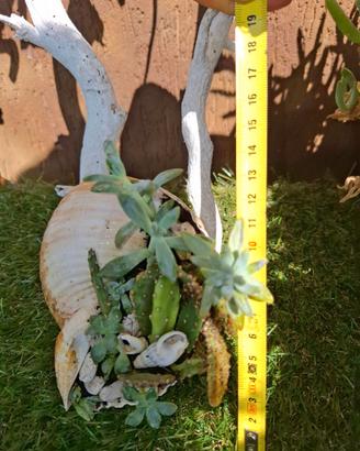 Composizioni piante grasse e cactus