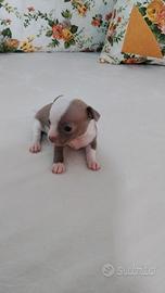 Chihuahua toy