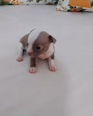 Chihuahua toy
