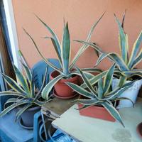 Piante di Agave e Aloe Vera