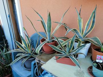 Piante di Agave e Aloe Vera