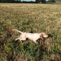 Cane da caccia Setter