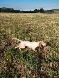 Cane da caccia Setter