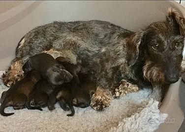 Bassotto ruvido con pedigree