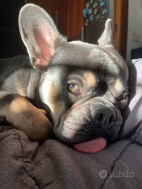 Bulldog maschio monta