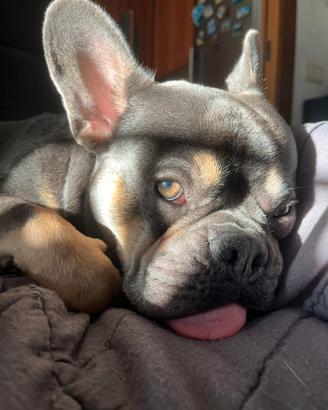 Bulldog maschio monta