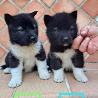 Akita americano/alaskan malamute