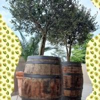 BARRIQUE - BOTTI in ROVERE con OLIVI