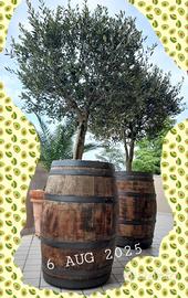 BARRIQUE - BOTTI in ROVERE con OLIVI