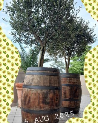 BARRIQUE - BOTTI in ROVERE con OLIVI